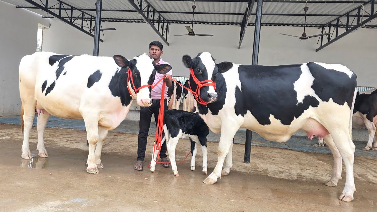 इस सीजन का सबसे अच्छा lot बिक्री के लिए उपलब्ध! 8127932875,9936366262,9919366262 Shakil Dairy Farm .