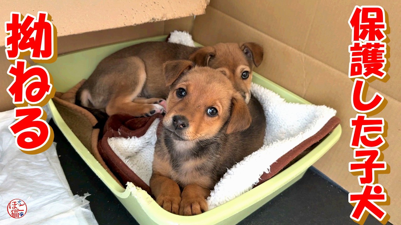 【保護犬  子犬】保護した子犬に拗ねちゃうワンコ＋おまけコーナー