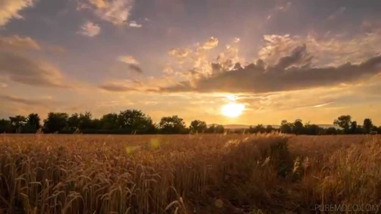Sunset Cornfield Timelapse