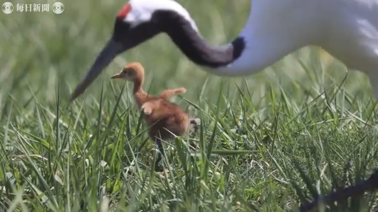 タンチョウの赤ちゃんすくすく