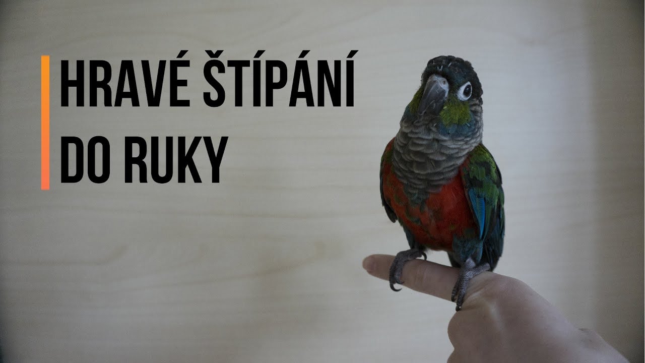Jak odnaučit papouška štípat | Hravé štípání