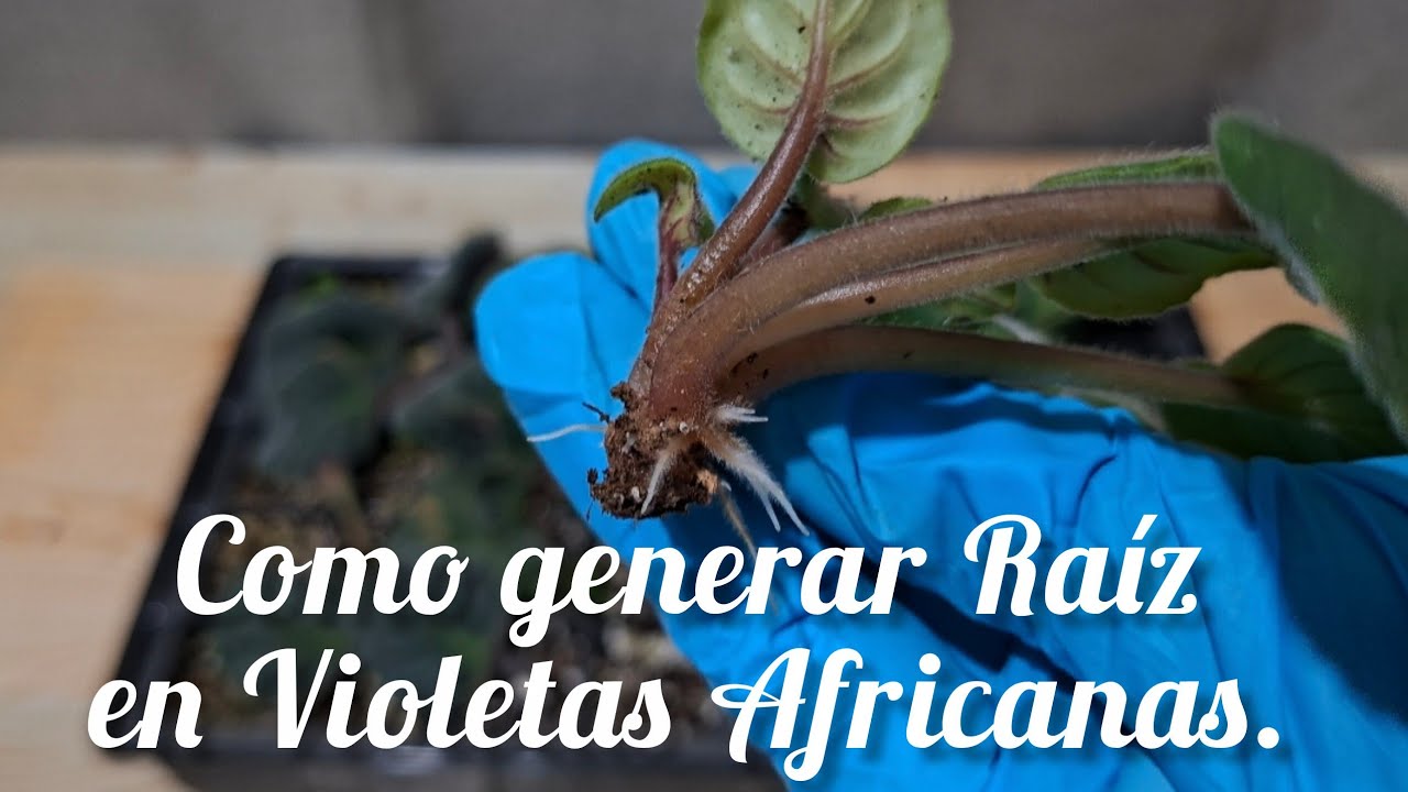 Violetas Africanas..como generar Raíz..  Actualización.  #plantas #flores #tips 