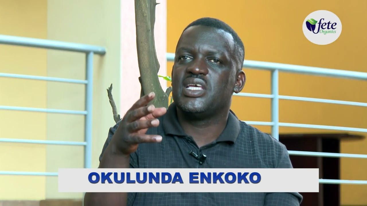 Tandika Ne'nkoko Taano Nnya Nga Kaazi Emu mpanga Omwaka Okugwako Nga Oli Mu 8000.