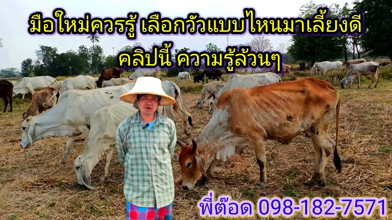 มือใหม่ควรรู้ จะเลือกวัวมาเลี้ยงยังไง คลิปนี้ความรู้ล้วนๆ #วัว#วัวแม่ลูก #วัวลูกผสม #วัวไล่ทุ่ง