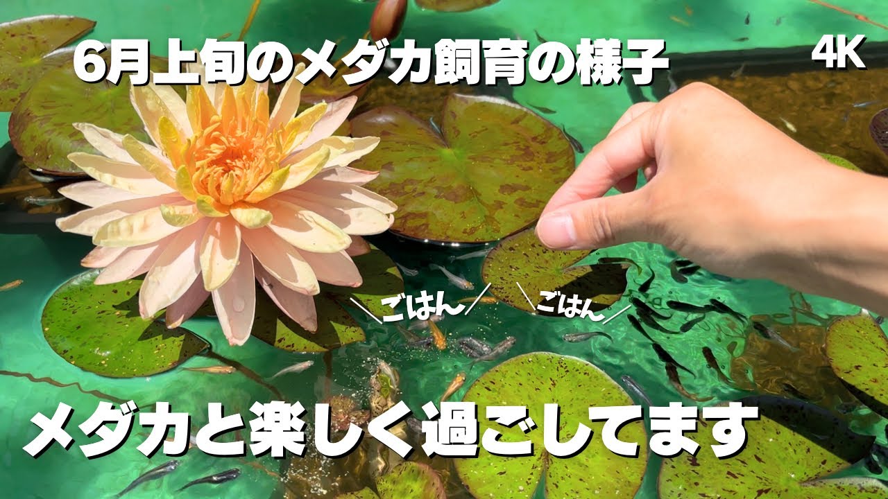 6月上旬のメダカ飼育の様子をまとめました メダカの餌やり メダカプールの水換え 飼育容器の配置変え 水草株分け メダカビオトープ手入れ