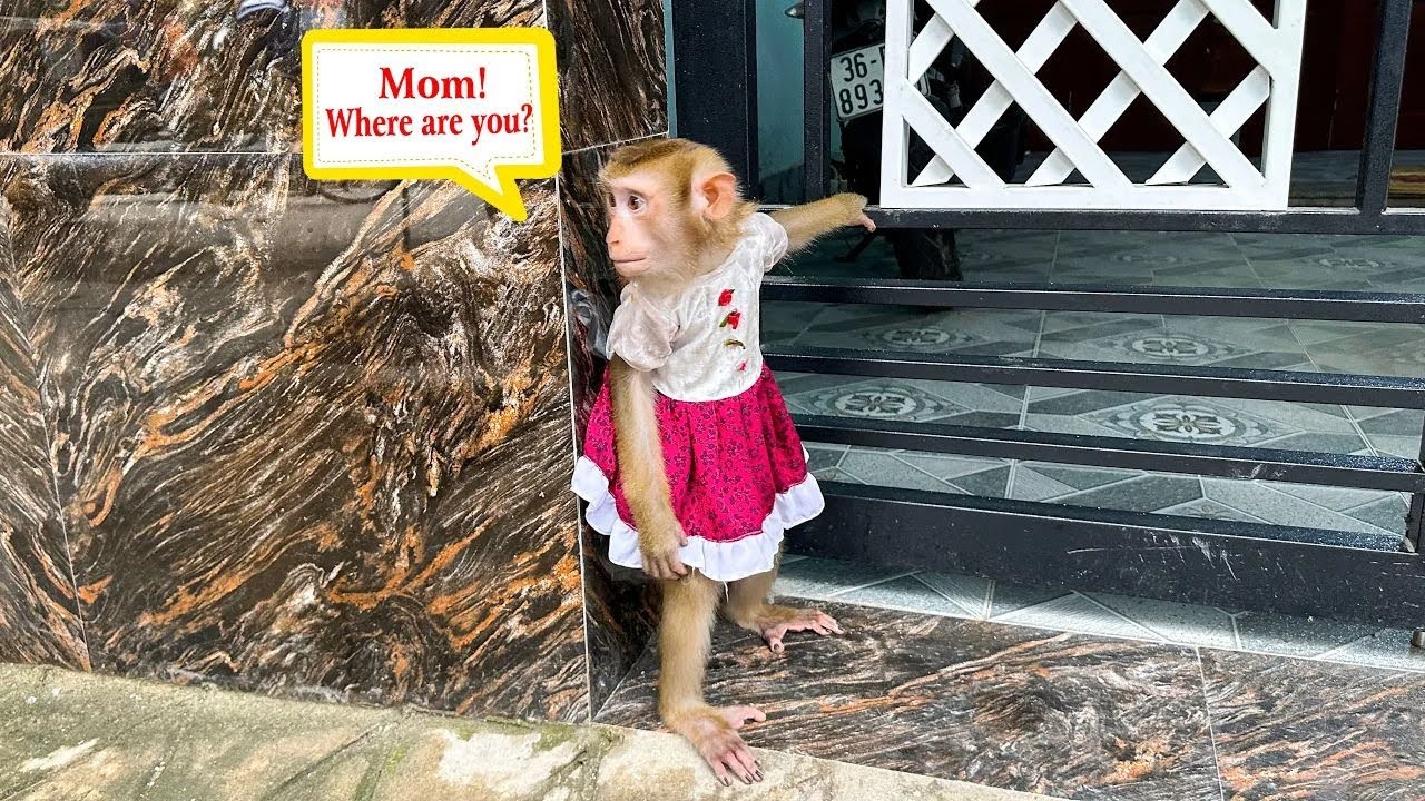 Monkey Kaka waits for mom at the gate when she is gone for too long