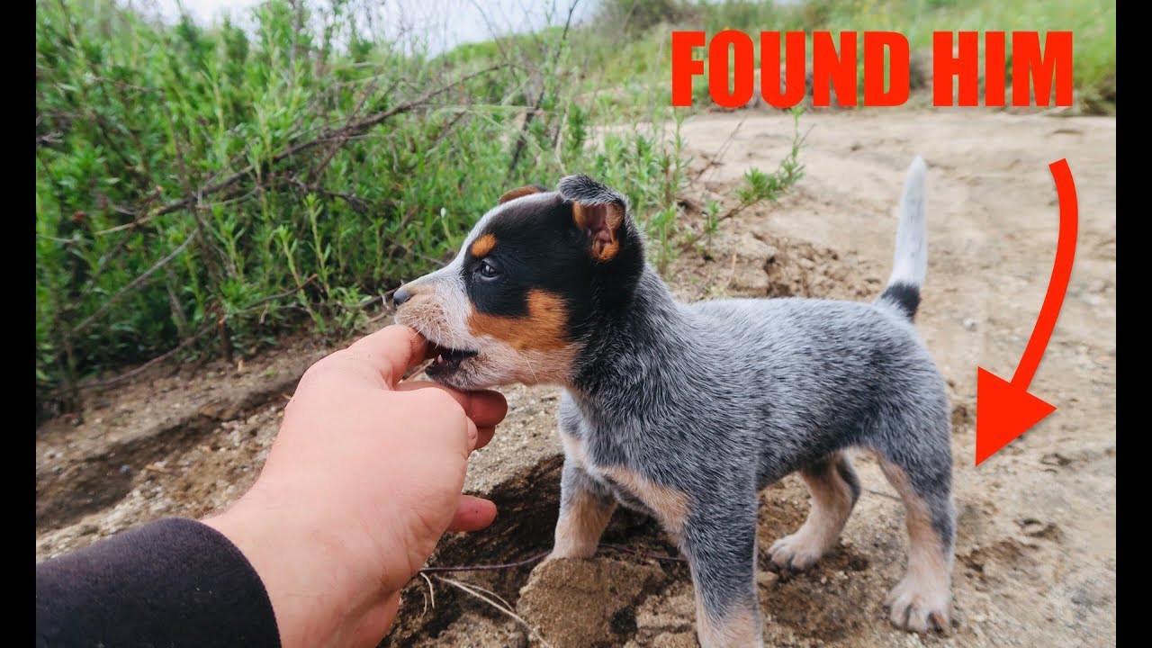 FOUND MISSING *PUPPY* IN HILLS!!(Happy Ending)