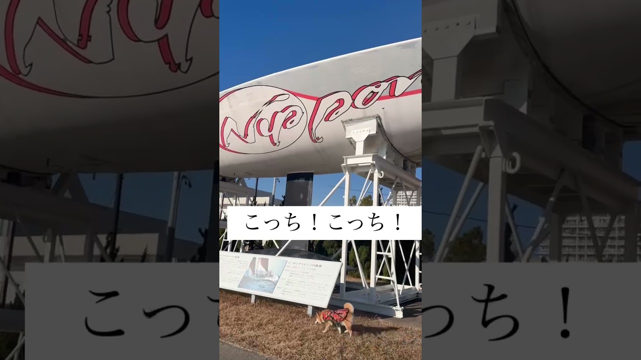 柴犬アイラの蒲郡のオススメスポット