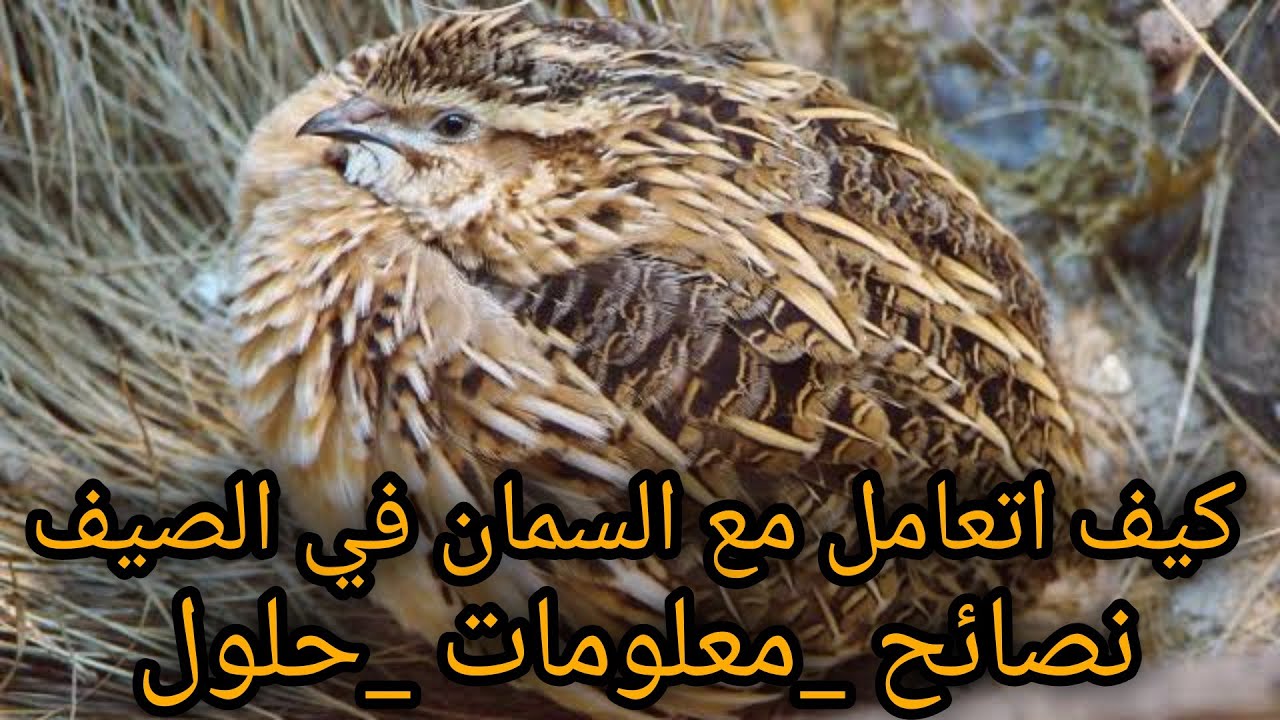 كيف أتعامل مع السمان في فصل الصيف؟ نصائح و معلومات و حلول.