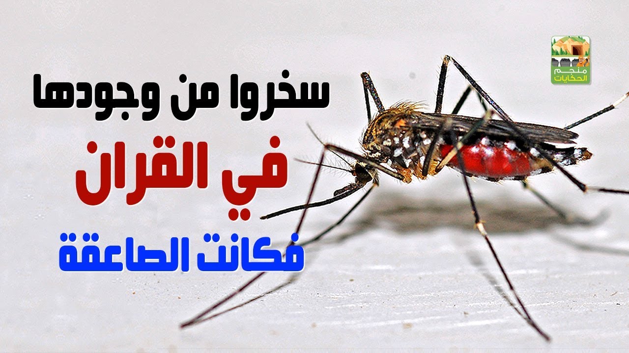 ما المعنى وراء (إن الله لا يستحيي أن يضرب مثلا ما بعوضة فما فوقها؟) الإجابة صادمة تماما