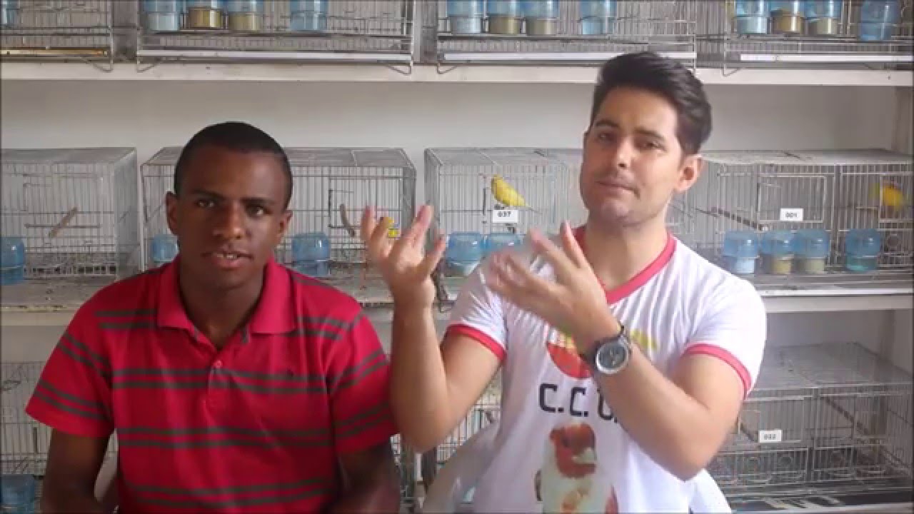 Farinhada Umedecida para os Canários!