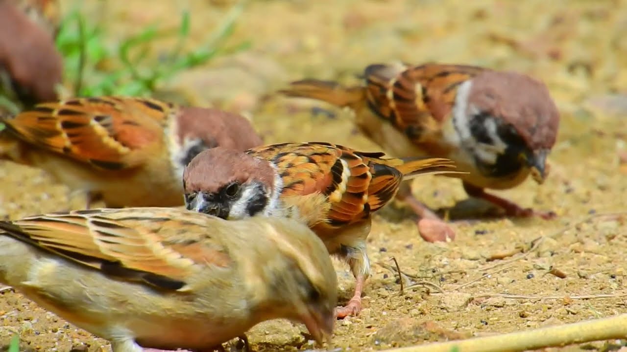 Amazing Birds, This is the most popular bird video of the week