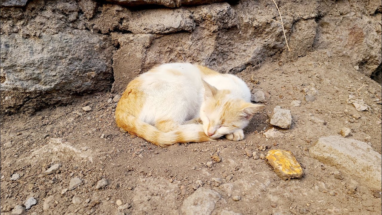 secretly filming LOVE CAT 😻 🐈 ✅️SUBSCRIBE 