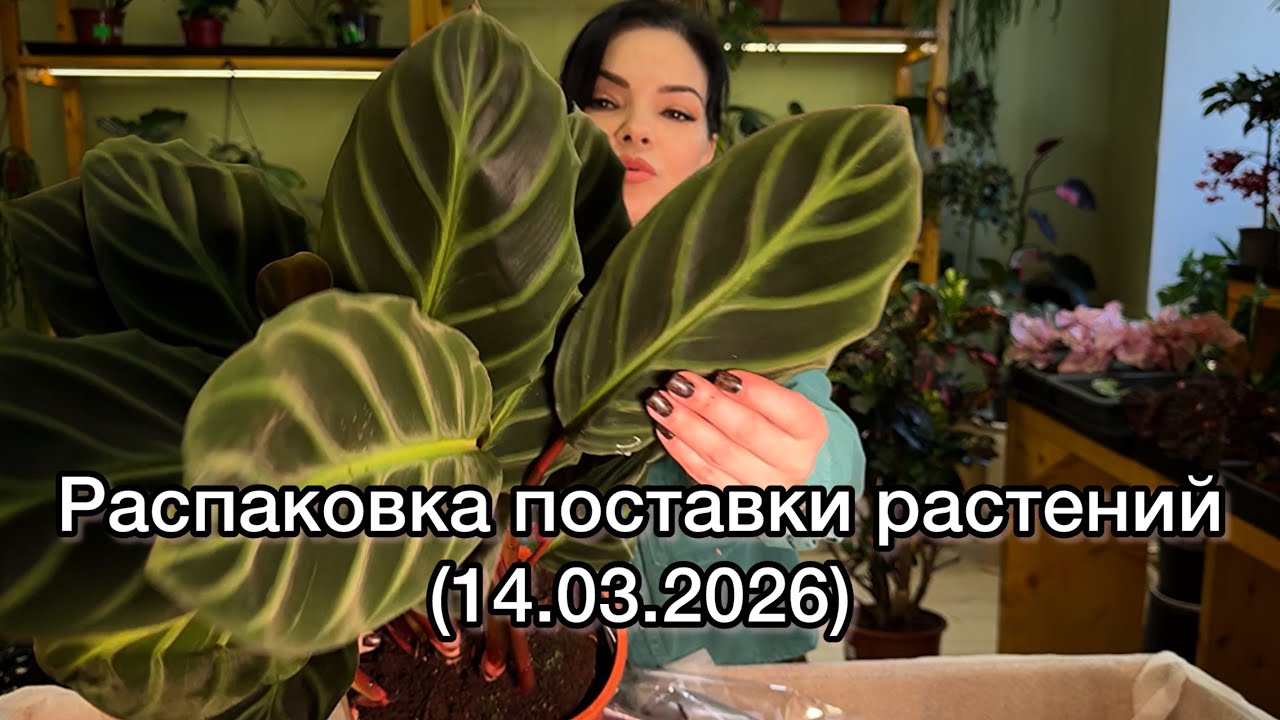 ОБЗОР растений, распаковка поставки растений из Голландии 🌱(14.03.2026)