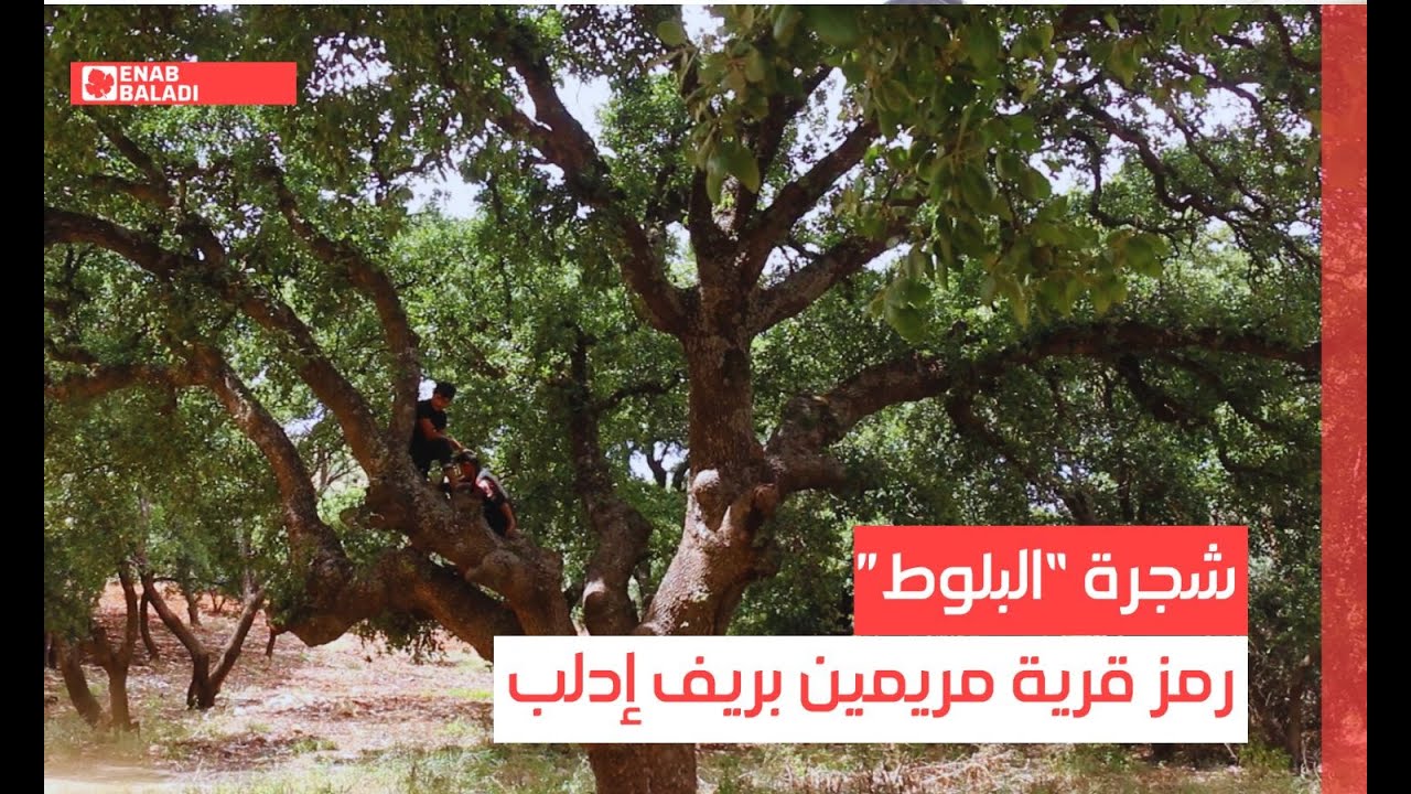 شجرة 