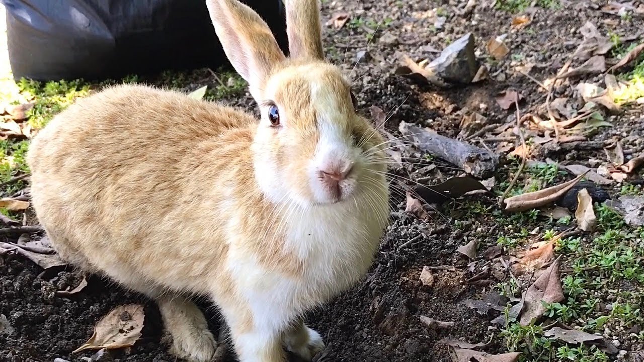 Rabbit with a broken leg | serious injury