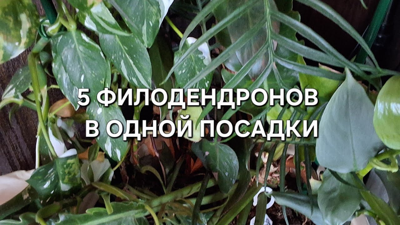 5 Филодендронов в одной посадке .напольный горшок Номер2
