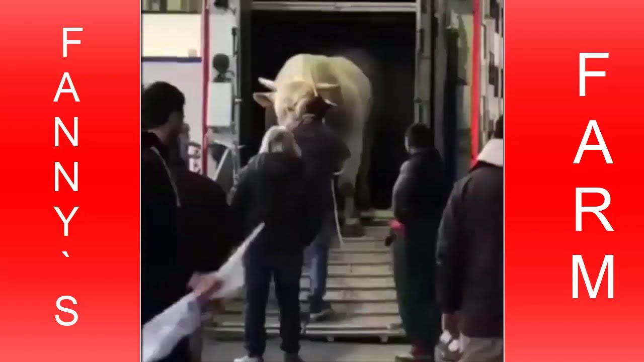 biggest bull in the world Reprodutor Marchigiana