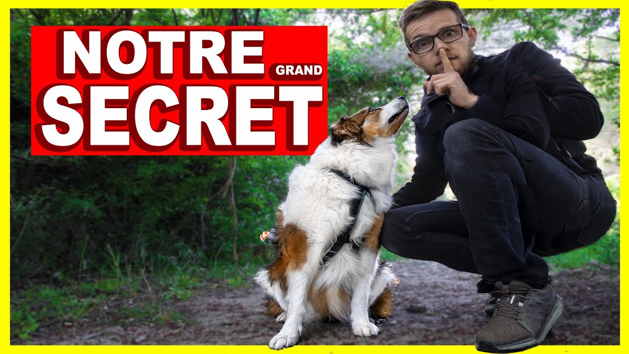 Parler avec son CHIEN sans dire un MOT