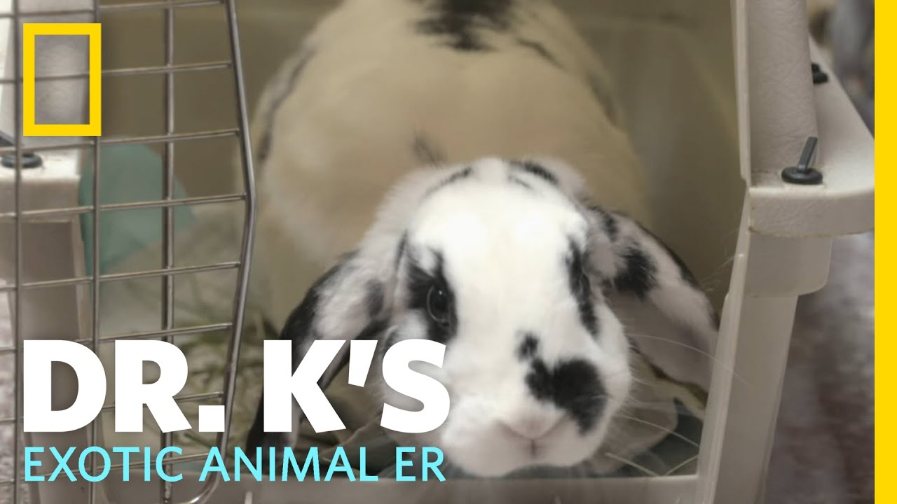 Bunny Bonding Camp | Dr. K's Exotic Animal ER