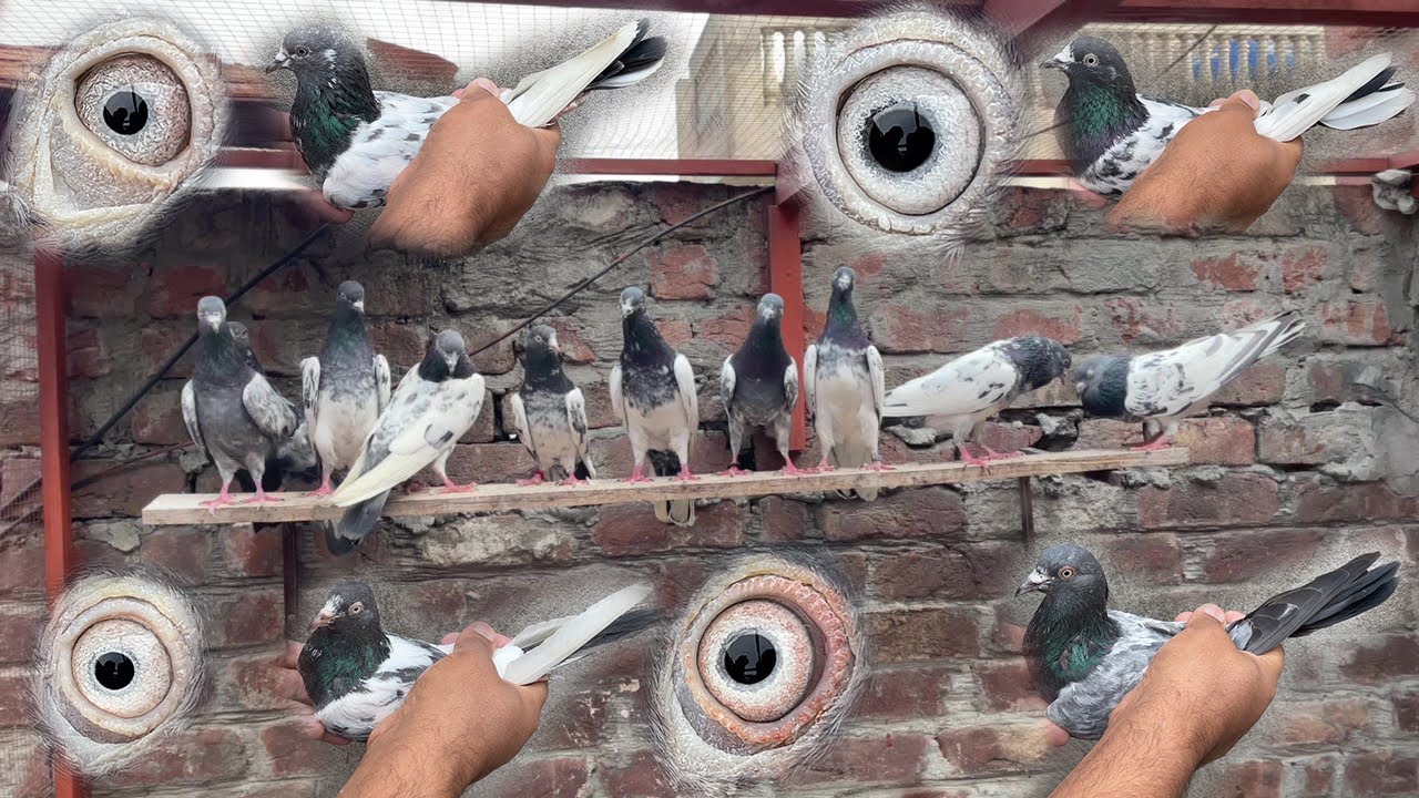 Big Deal Breeder 10 Piece For Sale | 1700 rupay Par | Top Quality Champion Pigeons