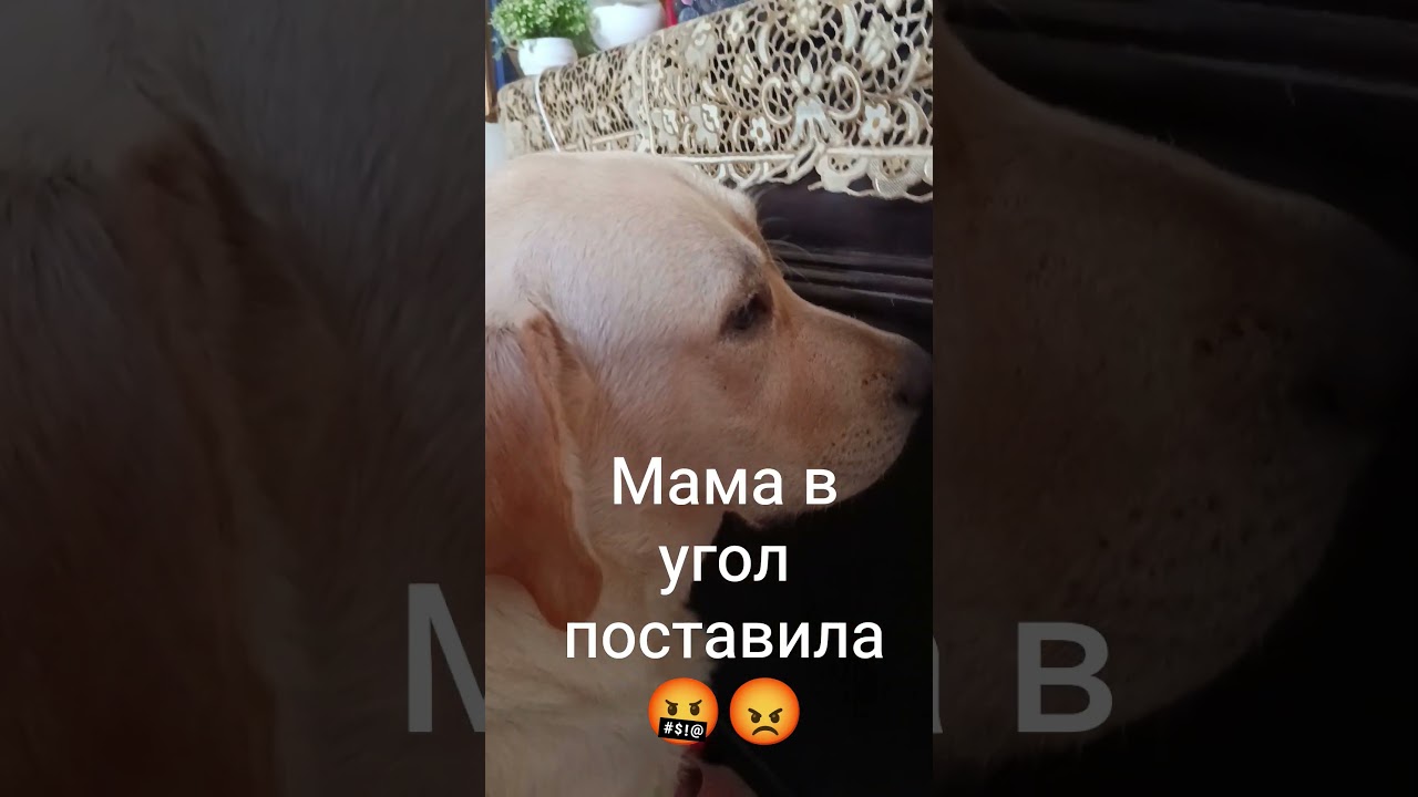 Наказали #марокко #maghrib #maghreb #maroc #dog #doglife #dogshorts #dogs #dogvideos#labrador #