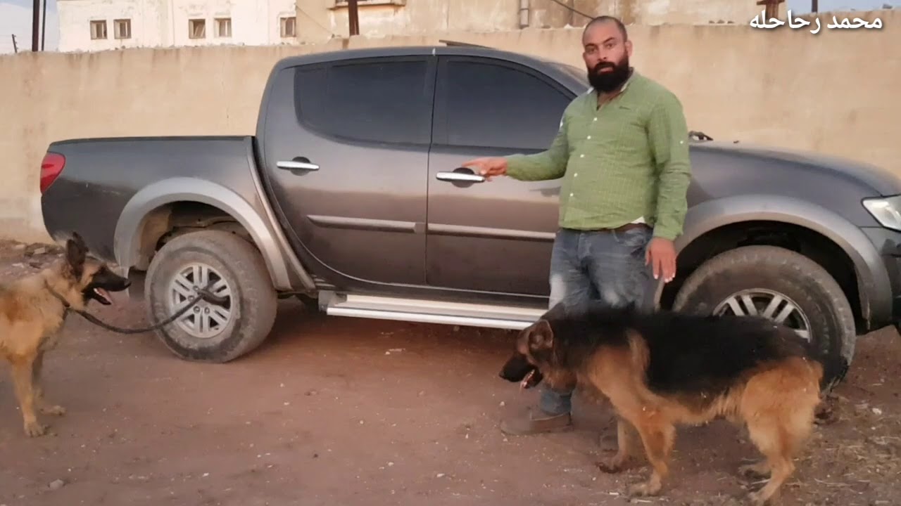 كلب جيرمن جبان جدا والسبب هو ..
