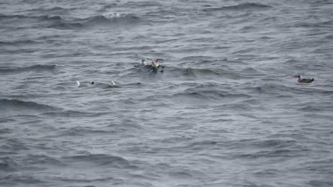 burzyk żółtodzioby (Calonectris diomedea), Scopoli's Shearwater at Baltic Sea!#2
