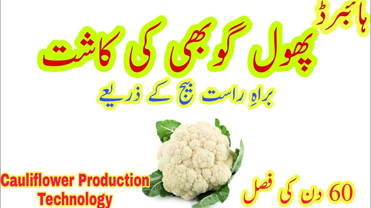 Cauliflower Cultivation | Gobhi ki kasht | پھول گوبھی کی کاشت