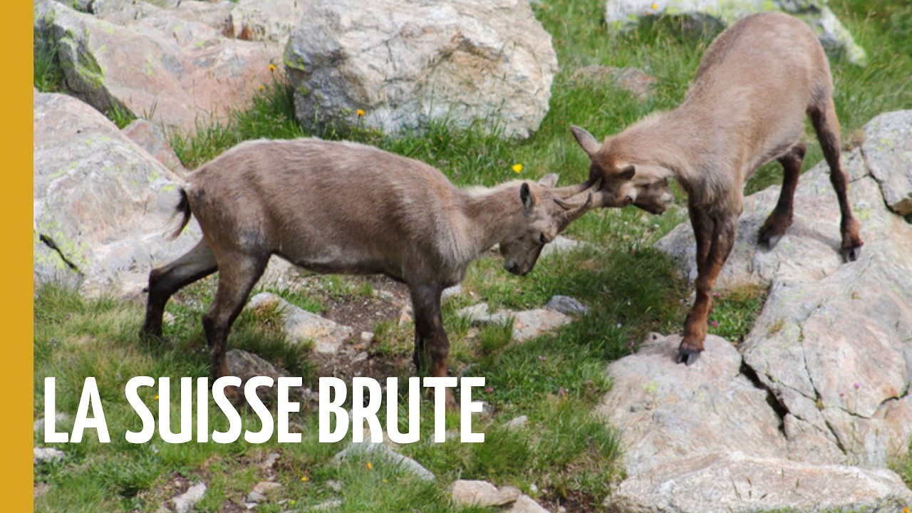 La Suisse Sauvage : Le Paradis Alpin que Personne ne Vous Montre | GRATUIT | Épisode Complet