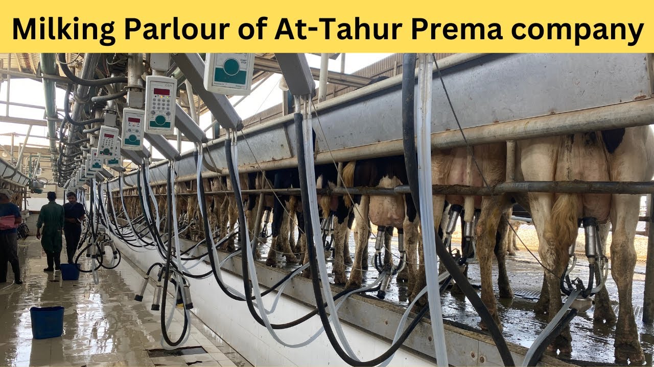 Milking Parlour at Prema Dairy || Parallel Milking Parlour at AT-Tahur Dairy Farm  || Urdu || Hindi