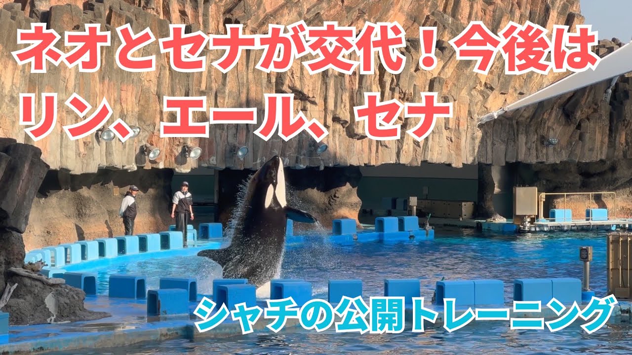 【名古屋港水族館】ネオとセナが交代！今後はリン、エール、セナの組み合わせ｜シャチの公開トレーニング