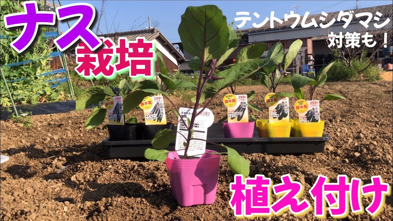なす栽培②　植え付け　【テントウムシダマシ対策はこれで決まり！】　2024年
