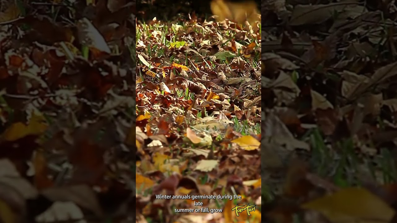 Annual Weeds