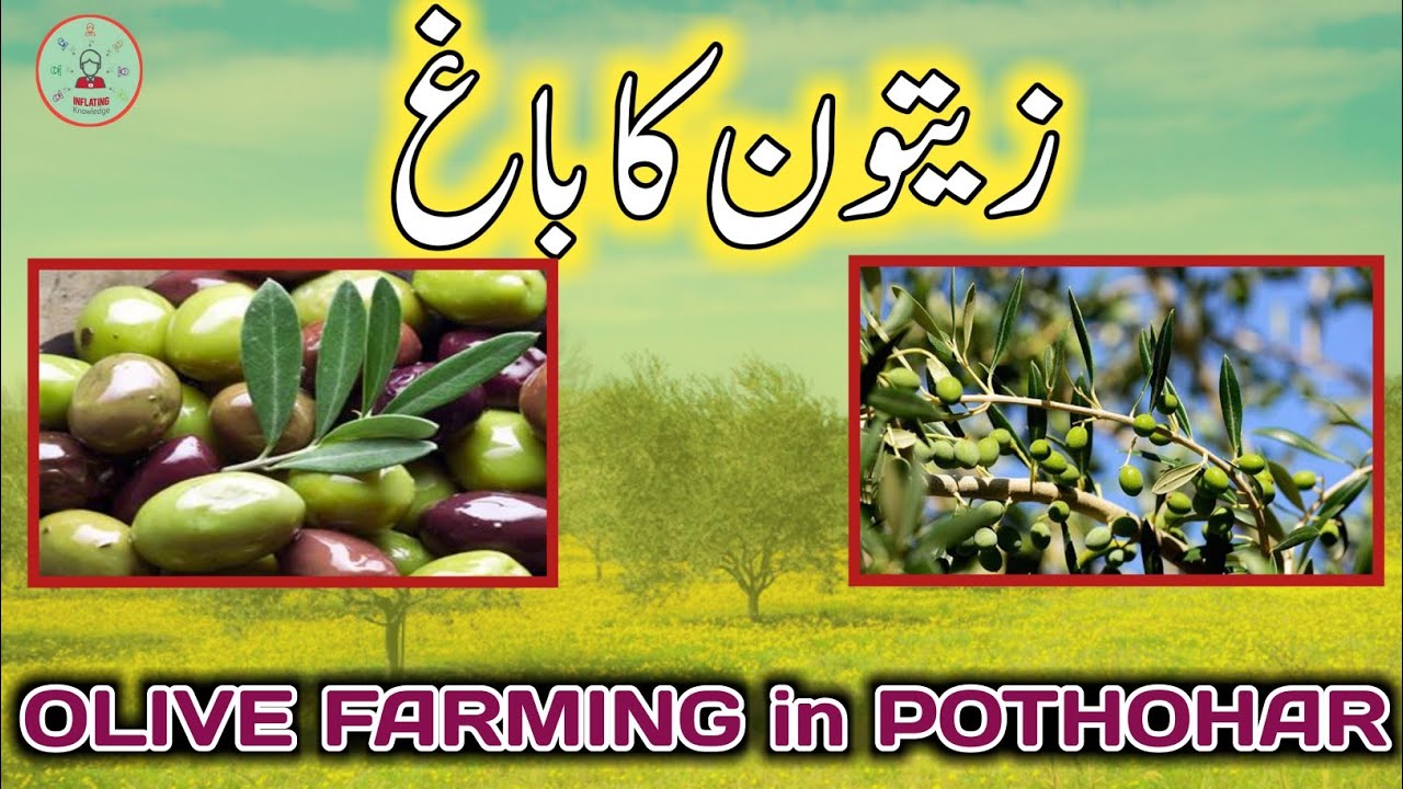 Olive Tree Farming in Pothohar || Inflating Knowledge