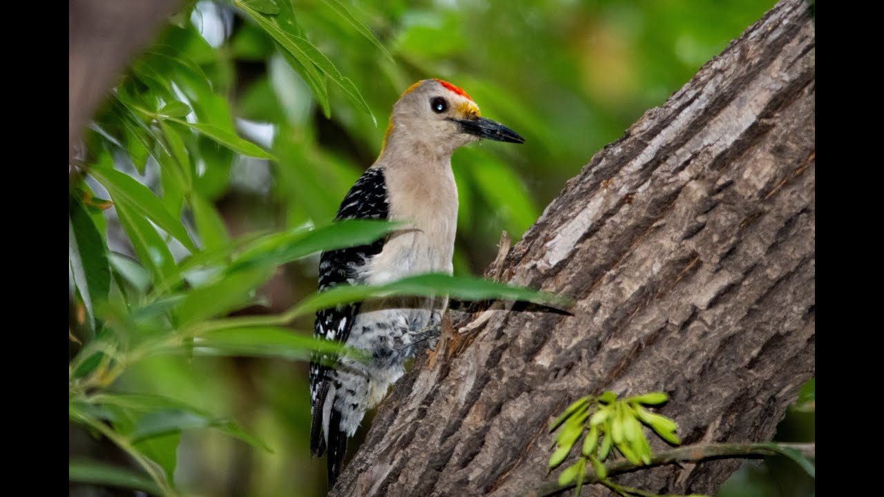 VOZ y LLAMADO Carpintero Cheje (Melanerpes aurifrons) 