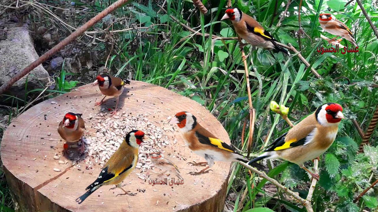 40 минут, один из лучших пений щегла для стимуляции