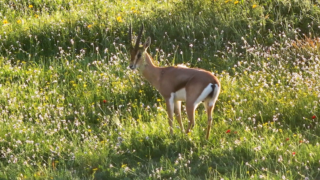 ששת עם כתר על הראש The six legged Gazelle with a crown