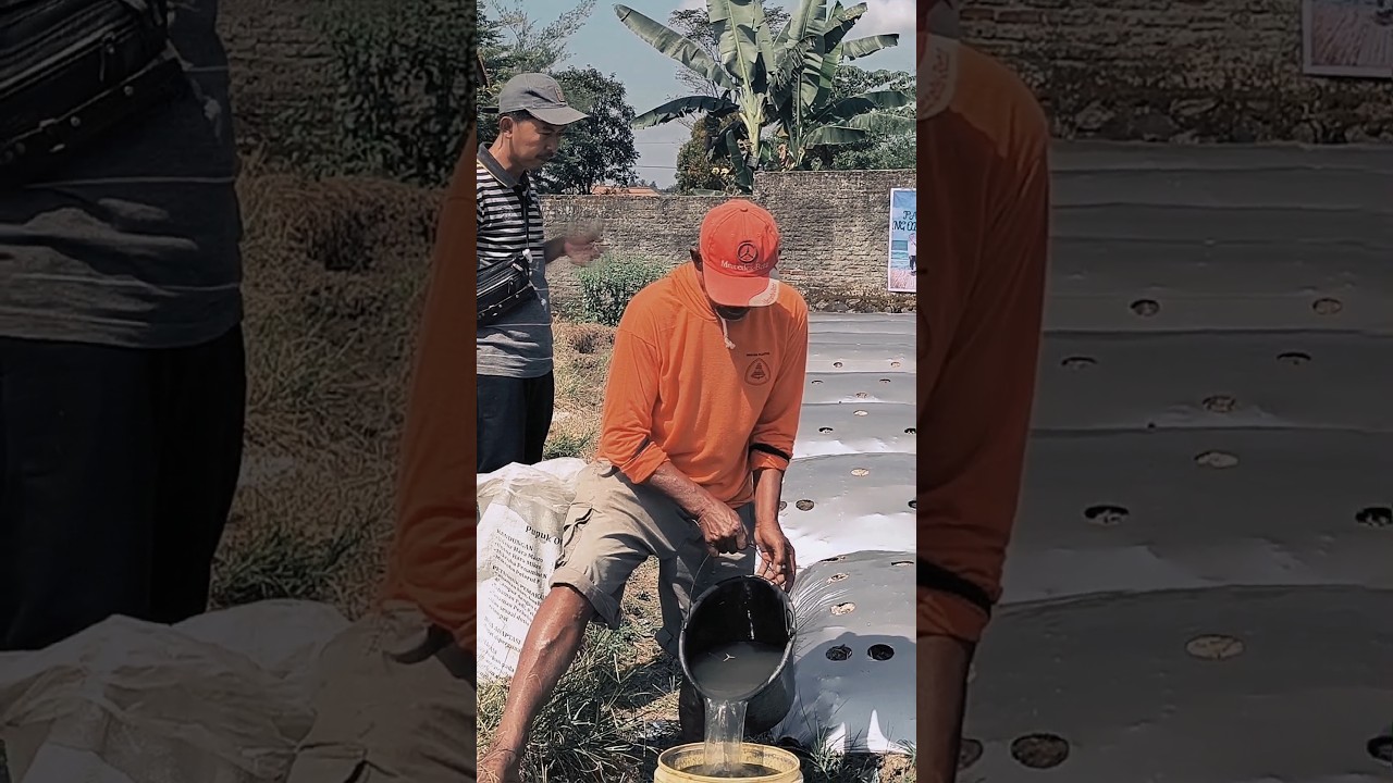petani cabe rawet viral menyala