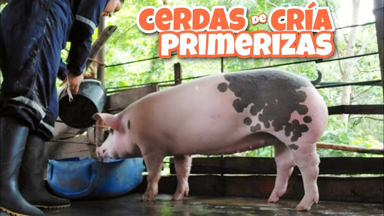 Prepara a tu CERDA para la CRÍA 🐷 Te doy el paso a paso para lograrlo 🐷