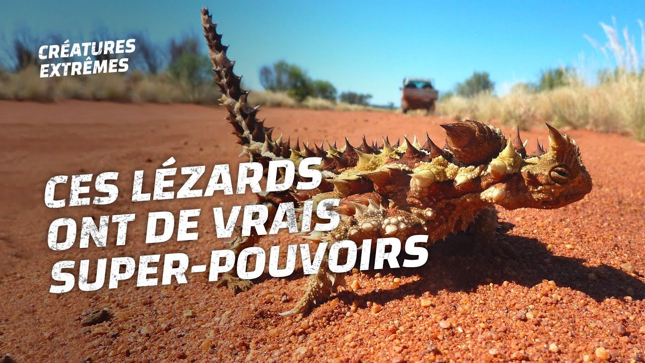 Les 10 lézards les plus étranges