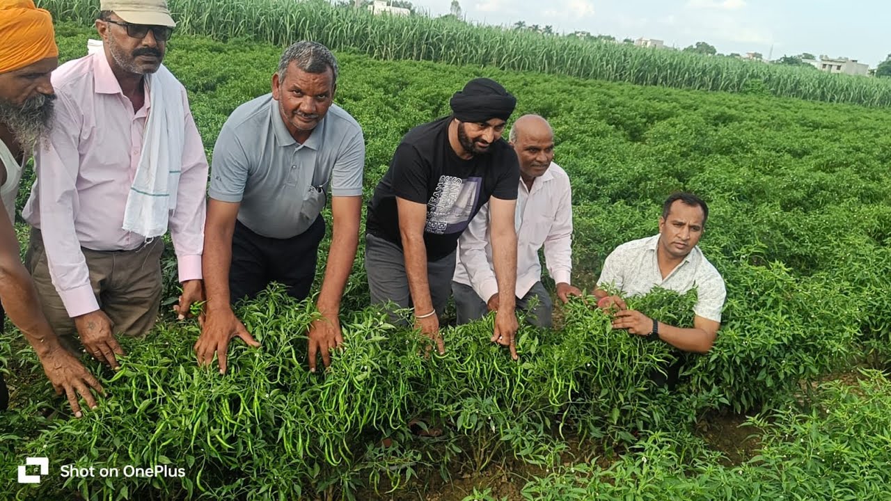 हाइब्रिड मिर्च की रोग प्रतिरोधक किस्म