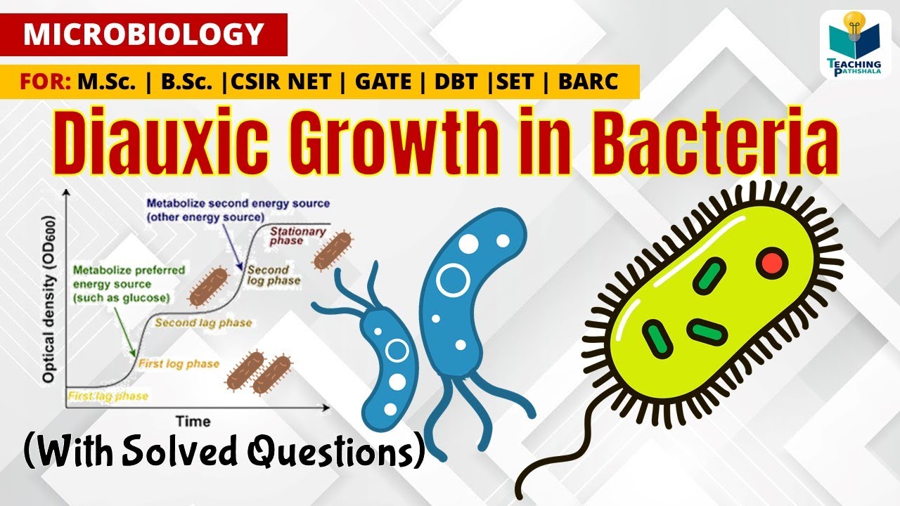 Diauxic growth curve of E.coli || Catabolite repression || CSIR NET | GATE | M.Sc. | B.Sc.