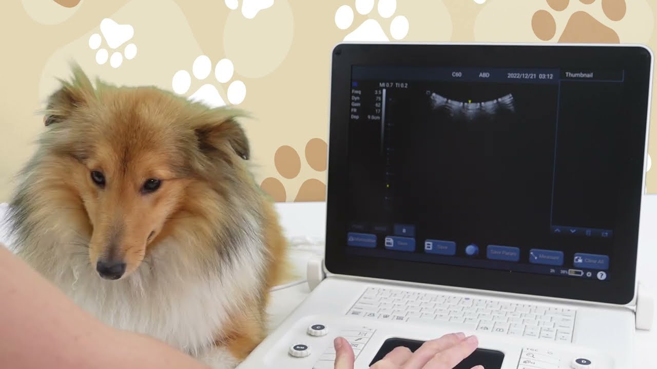 Setting up your ScanPad to perform canine gestational age calculations