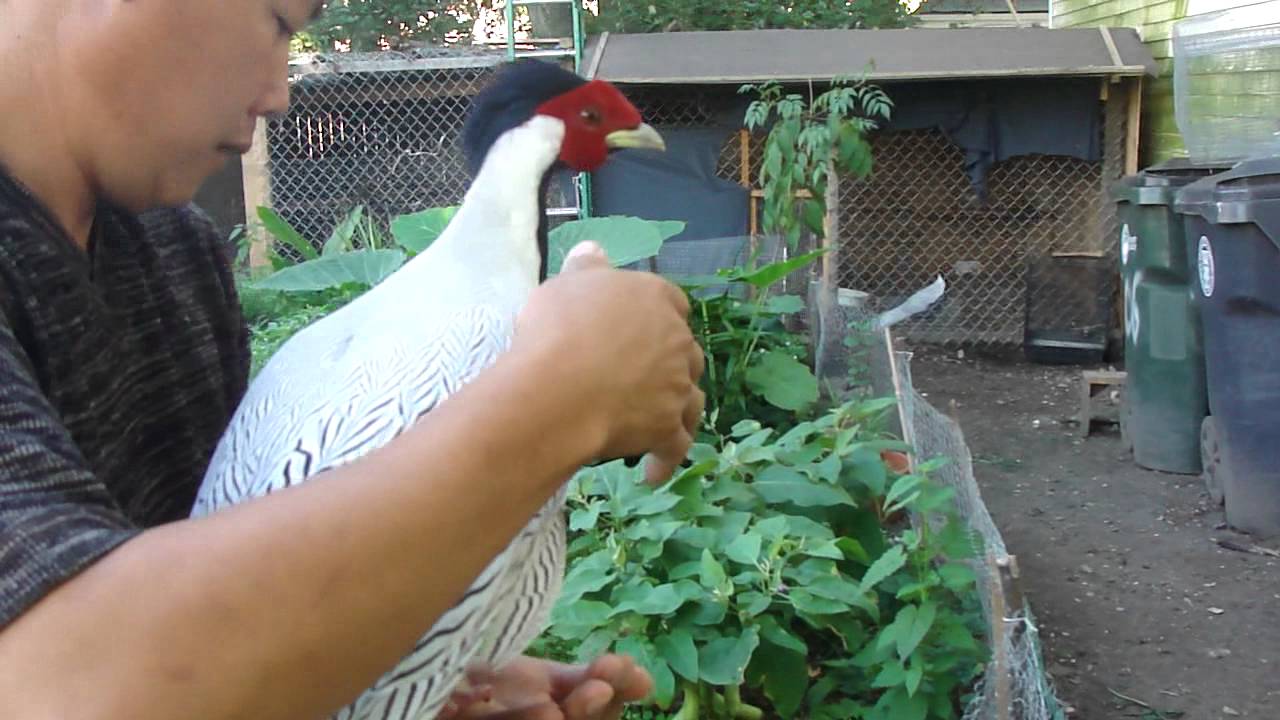 Silver Pheasant / Nraj dawb
