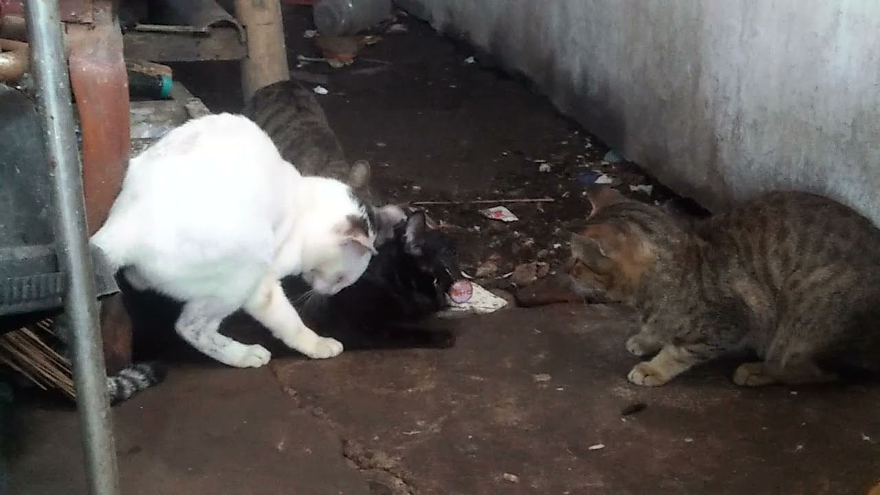 kucing kawin, 3 jantan 1 betina