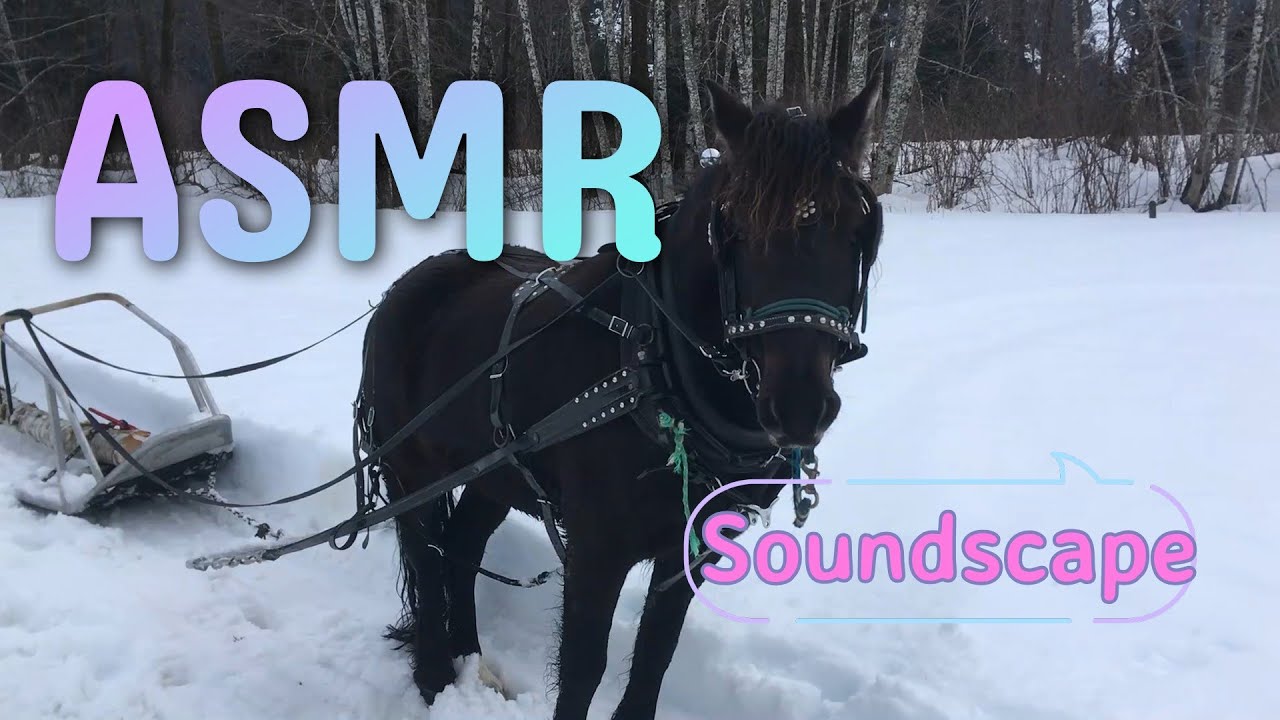 A Horse’s New Year’s Eve | Hauling the Last Log of the Year ASMR ✨🎉🐎 | Blue Zone Backyard