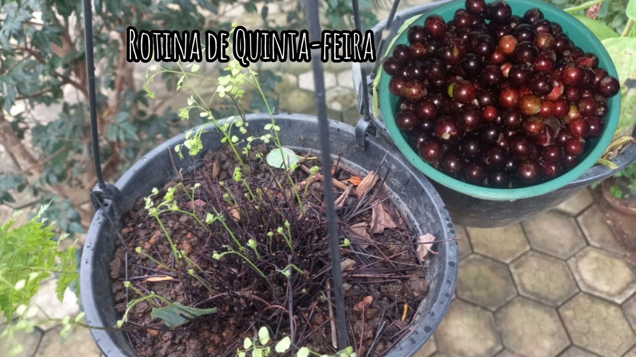 Aproveitamos o dia para meche no quintal /olha o tanto de jabuticaba que colhemos 