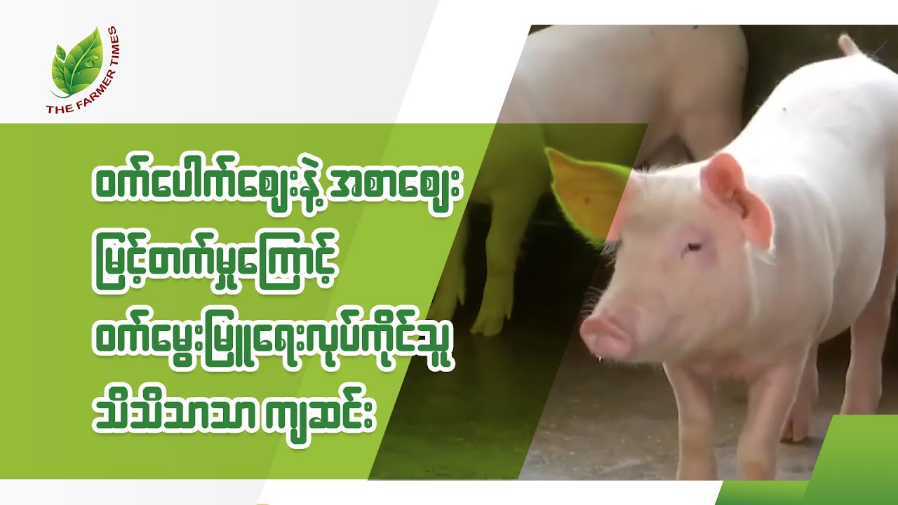 ဝက်ပေါက်စျေးနဲ့ အစာစျေး မြင့်တက်မှုကြောင့် ဝက်မွေးမြူရေး လုပ်ကိုင်သူ သိသိသာသာ လျော့ကျလာ