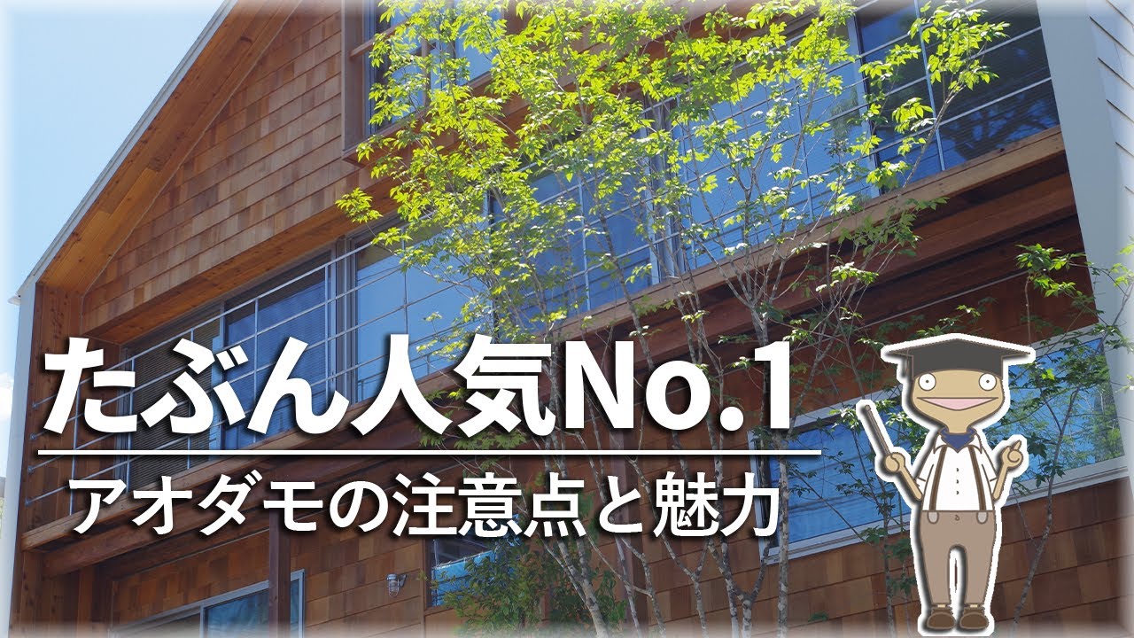 アオダモの特徴や育て方を紹介するアニメ【植物編-72】